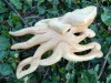 Wooden Octopus Carving - Hand Made 20cm Swimming