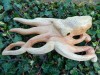 Wooden Octopus Carving - Hand Made 20cm Swimming