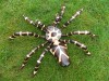 Hand Carved Wooden Spiders - 40cm, 60cm, Pair