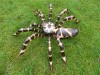 Hand Carved Wooden Spiders - 40cm, 60cm, Pair