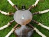 Hand Carved Wooden Spiders - 40cm, 60cm, Pair