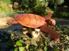 Wooden Turtle Carving - Hand Carved Turtle 30cm