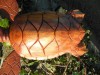 Hand Carving Wooden Turtle on Parasite Wood 20cm