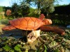 Hand Carving Wooden Turtle on Parasite Wood 20cm