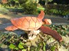 Hand Carving Wooden Turtle on Parasite Wood 20cm