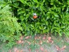 Garden Stake Ornament 100CM -  Robin In Love Heart