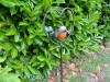 Garden Stake Ornament 100CM -  Robin In Love Heart