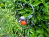 Garden Stake Ornament 100CM -  Robin In Love Heart