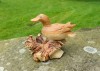 Hand Carved Ducks on Parasite Wood - Single Duck