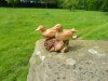 Hand Carved Ducks On Parasite Wood - Two Ducks