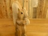 Wooden Squirrel Carving 30cm