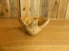 Wooden Turtle Bowl Carved Bowl 15cm