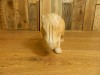 Wooden Hippo Carving 20cm