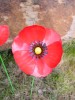 Metal Red Poppy - Three Flowers